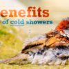 Four benefits of taking cold showers.